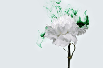 white flower inside water green background flowers under paints smoke steam blur carnation ufo