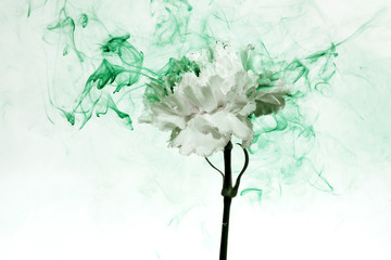white flower inside water green background flowers under paints smoke steam blur carnation ufo © NataliAlba