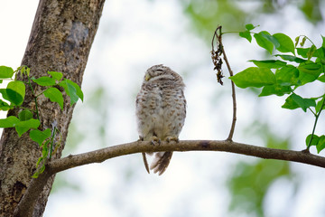 Spotted Owlet is resting on a tree