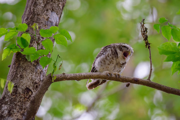 Spotted Owlet is resting on a tree