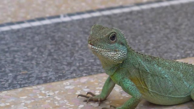 Close up of a motionless Chinese Water Dragon. Flat plane