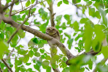 Spotted Owlet is resting on a tree