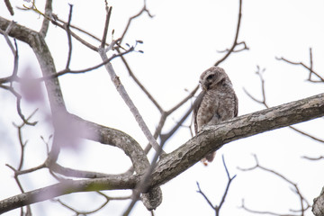 Spotted Owlet is resting on a tree