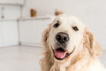 funny, adorable, cute golden retriever looking at camera