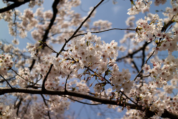日本の桜
