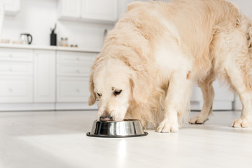 Cute golden retriever eating dog food from metal bowl in kitchen