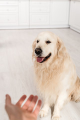 selective focus of woman outstretched hand to cute golden retriever in kitchen