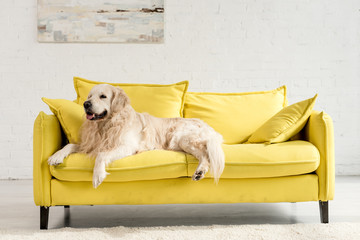 cute golden retriever lying on bright yellow sofa in apartment