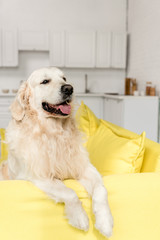 cute golden retriever lying on yellow sofa and looking away