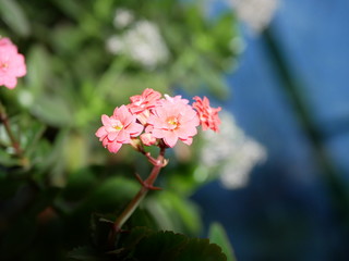 Polonne / Ukraine - 29 January 2019: pink houseplants on the windowsill