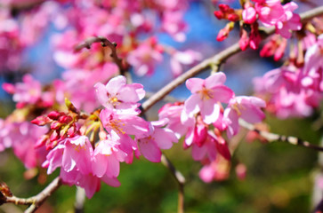 Fototapeta na wymiar Beautiful pink flowers on branch