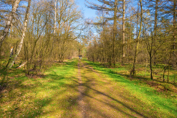 Path in a forest below a blue cloudy sky in sunlight in spring