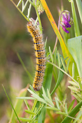 Caterpillar in its natural environment.