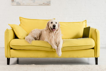  cute golden retriever lying on yellow sofa with laptop in apartment