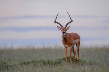 Portrait impala in Massai Mara