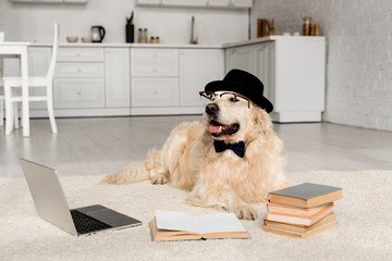 cute golden retriever in bow tie, glasses and hat lying on floor with laptop and books