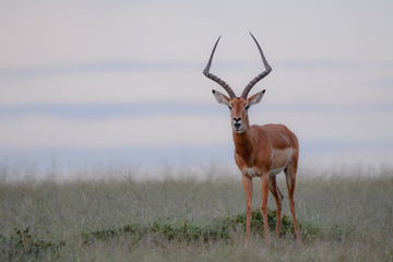 Portrait impala in Massai Mara