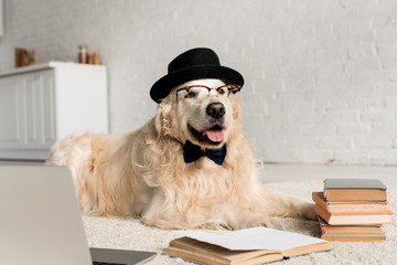 cute golden retriever in bow tie, glasses and hat lying on floor with laptop and books