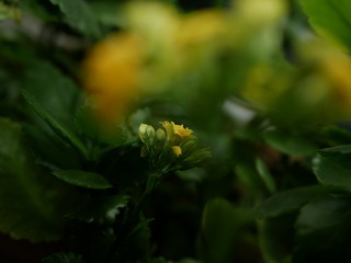 Polonne / Ukraine - 29 January 2019: yellow house plants with green leaves