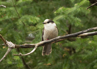 Perched Gray Jay