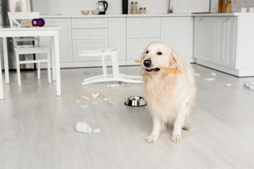 cute golden retriever sitting on floor and holding wooden spoon in messy kitchen