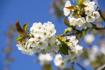 une branche de cerisier en fleurs