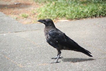 Raven