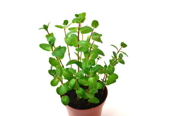 Fresh mint in a pot isolated on white background.