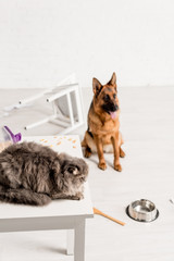 selective focus of grey cat lying on table and German Shepherd sitting on floor in messy kitchen