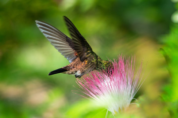 Copper-rumped hummingbird feeding on the Calliandra flower (powderpuff flower).