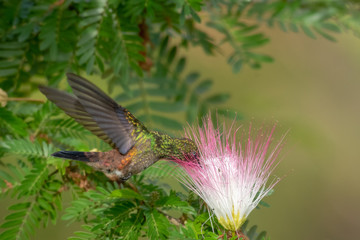 Copper-rumped hummingbird feeding on the Calliandra flower (powderpuff flower).