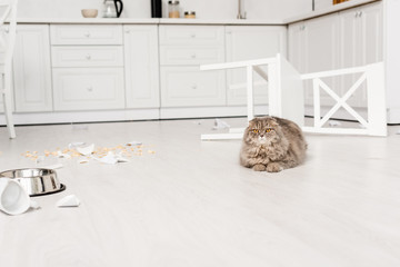  cute and grey cat lying on and looking at camera floor in messy kitchen