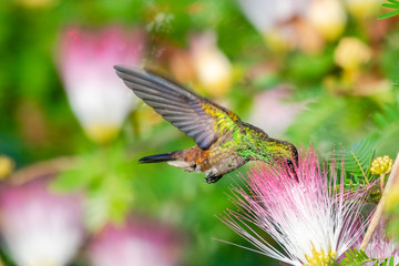 Copper-rumped hummingbird feeding on the Calliandra flower (powderpuff flower).