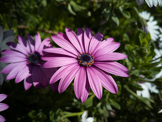 Obraz premium Purple flower close up