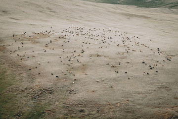 The flock of sheep and goats on the autumn steppe. Grazing on the autumn grassland.Top view. Agriculture concept. Mongolia 2018
