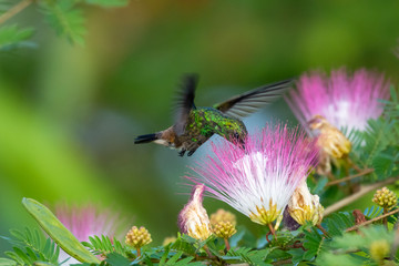 Copper-rumped hummingbird feeding on the Calliandra flower (powderpuff flower).