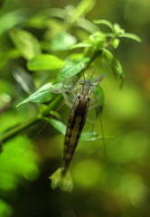 Close-up view of Freshwater Bamboo Shrimp. Atyopsis moluccensis.