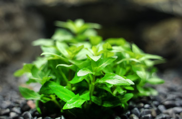 Close-up view of Freshwater Plant. Limnophila sessiliflora - Ambulia