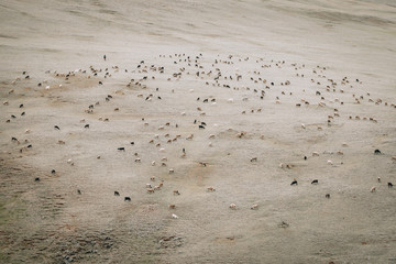 The flock of sheep and goats on the autumn steppe. Grazing on the autumn grassland.Top view. Agriculture concept. Mongolia 2018