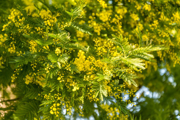 Mimosa plant in French Riviera in a sunny winter day