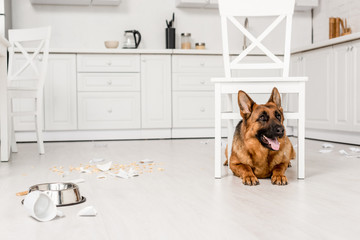 cute German Shepherd lying under white chair on floor in messy kitchen