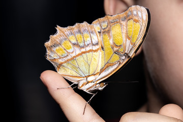Close up butterfly on woman hand. Beauty of nature