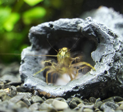 Close-up view of Freshwater Bamboo Shrimp. Atyopsis moluccensis.