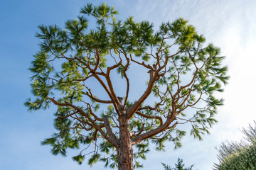 Maritime pine trunk in French Riviera in a sunny day