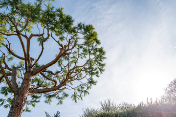 Maritime pine trunk in French Riviera in a sunny day