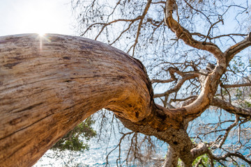 Maritime pine trunk in French Riviera in a sunny day