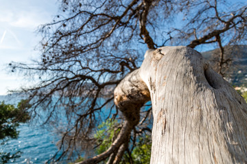 Maritime pine trunk in French Riviera in a sunny day