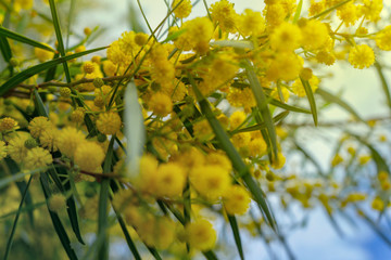 Mimosa flower on a tree photo