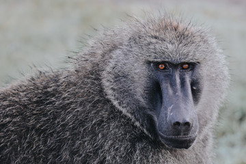 Portrait Baboon in Manyara