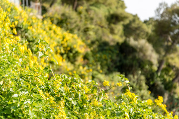 Yellow flowers on the seacoast of Cap Martin in a sunny winter day